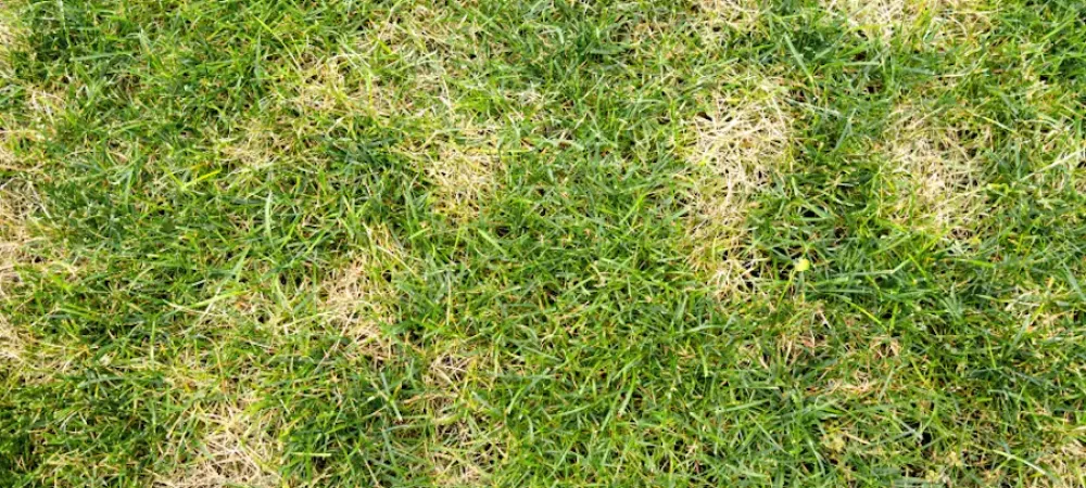 lawn disease