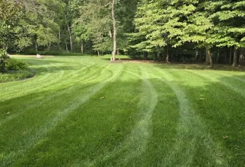 lawn