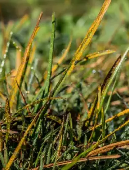 service-summary-lawn-disease-control