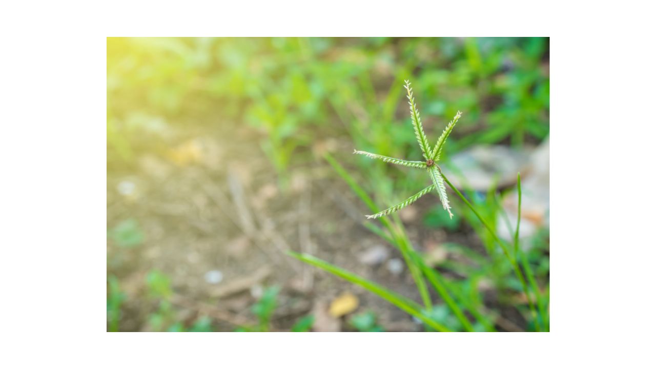 Weed Control In Cool Season Lawns