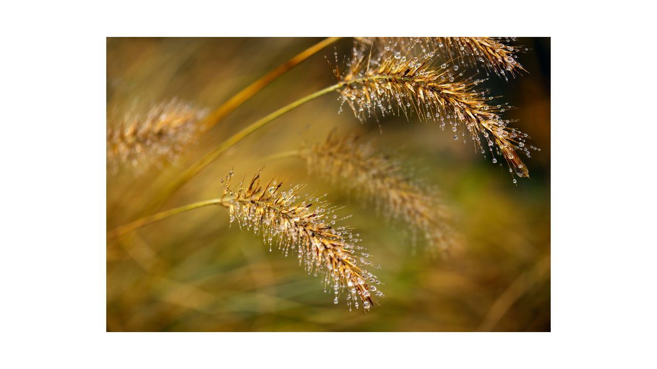 Weed Control In Cool Season Lawns