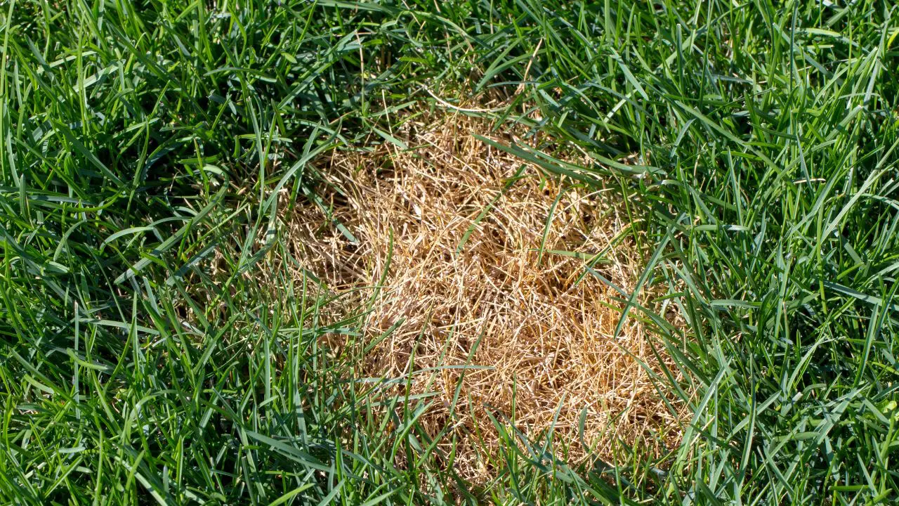 Fungus And Disease Control In Lawns | WeedX Fertilizing