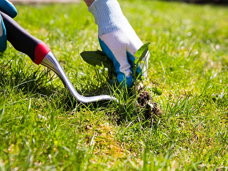lawn weed service Downingtown PA