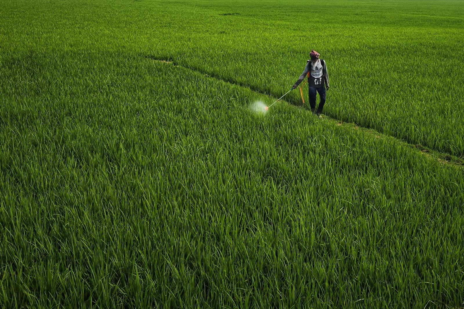 Elderly Man Spraying the Grass Fields